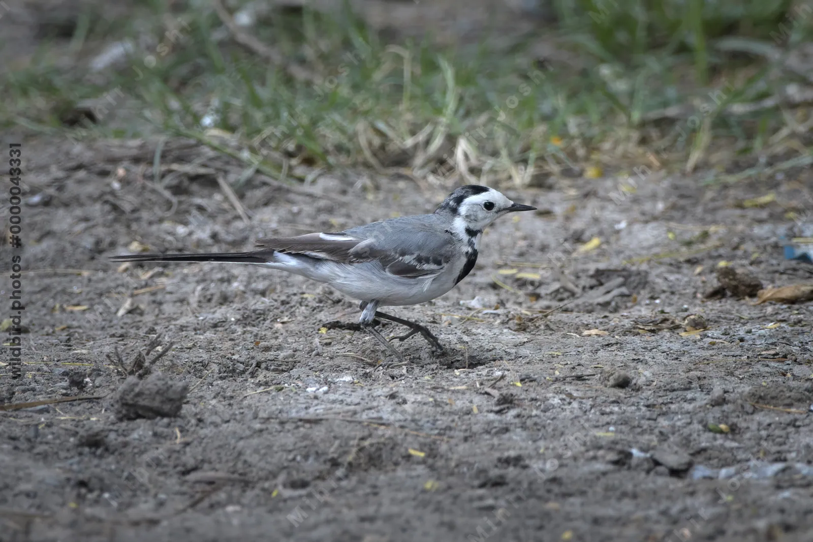 White Wagtail Motacilla alba walking on the ground in Velavadar National Park