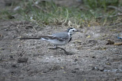 White Wagtail Motacilla alba walking on the ground in Velavadar National Park