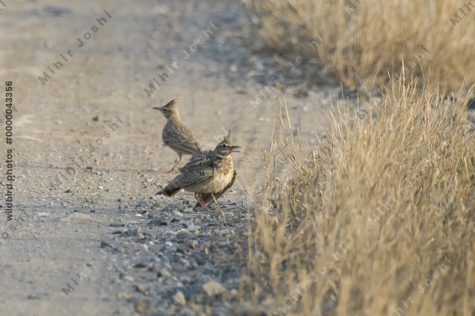 Crested larks Galerida cristata walking on a dirt track in India