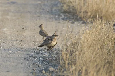 Crested larks Galerida cristata walking on a dirt track in India
