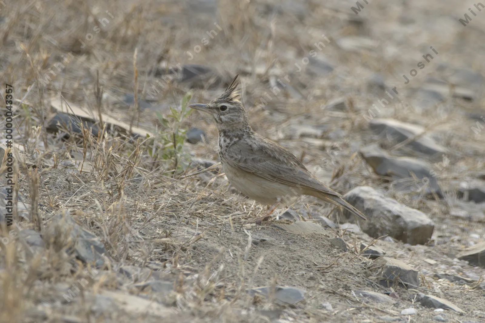 Crested lark standing on dry ground in Velavadar National Park Gujarat India