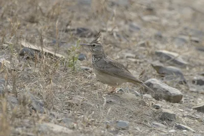 Crested lark standing on dry ground in Velavadar National Park Gujarat India