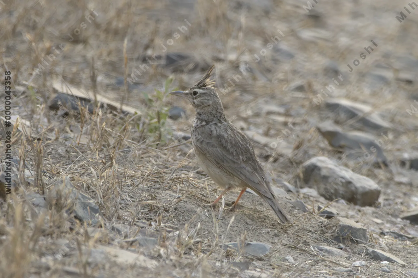 Crested Lark Galerida cristata standing on stony ground at Velavadar
