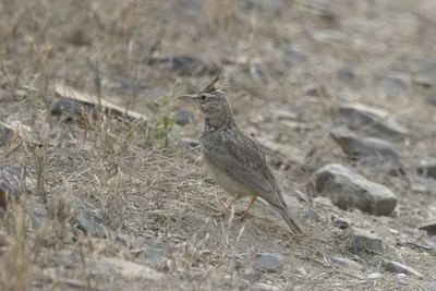 Crested Lark Galerida cristata standing on stony ground at Velavadar