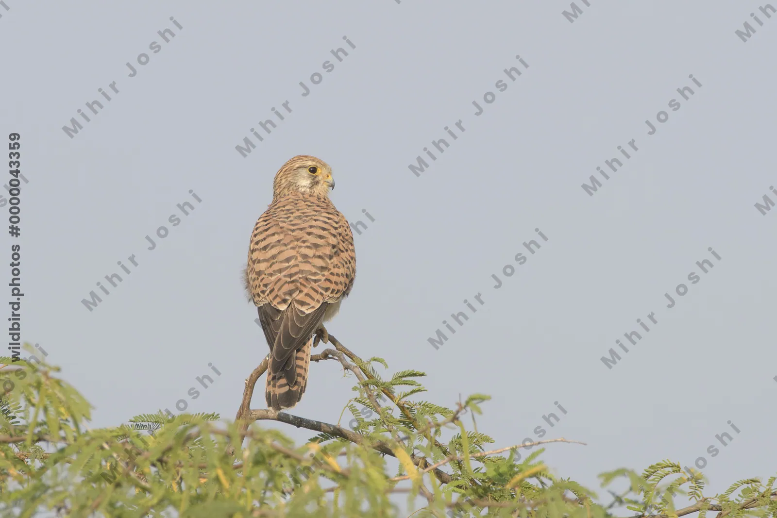 Eurasian kestrel perching on a tree branch at Velavadar National Park