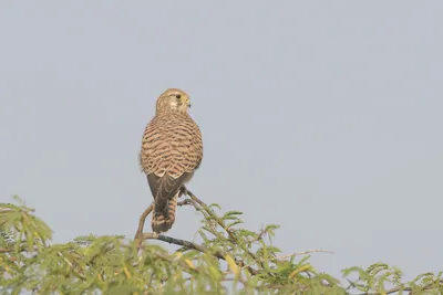 Eurasian kestrel perching on a tree branch at Velavadar National Park