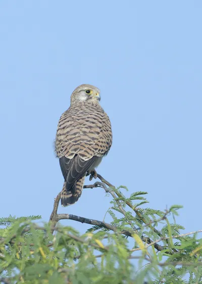Eurasian Kestrel perched on a branch at Velavadar National Park in Gujarat
