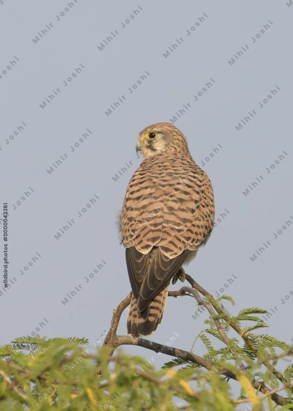 Eurasian Kestrel perched on a branch at Velavadar National Park in India