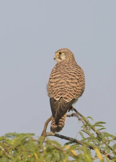 Eurasian Kestrel perched on a branch at Velavadar National Park in India
