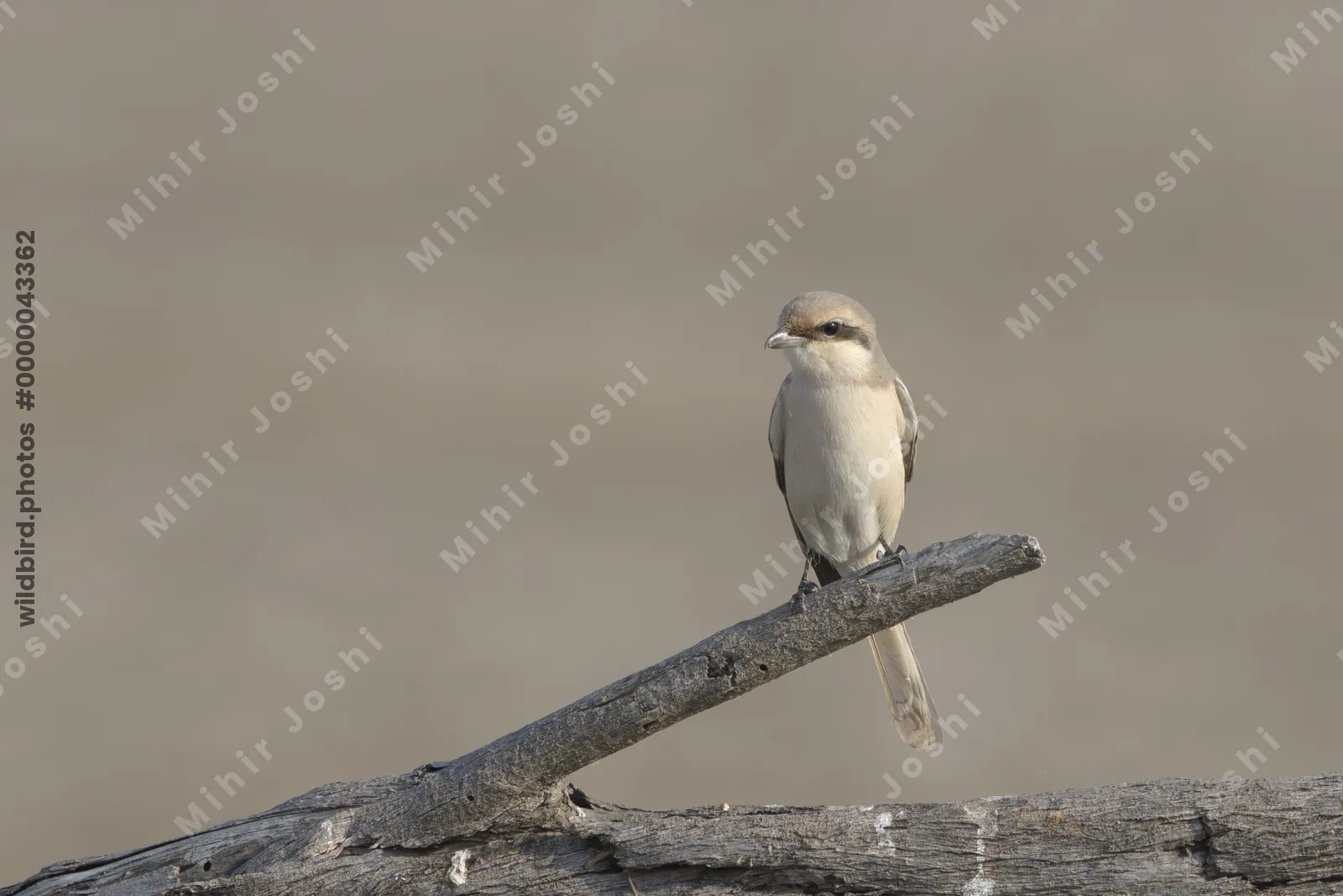 Isabelline Shrike perched on a branch at Velavadar National Park in India