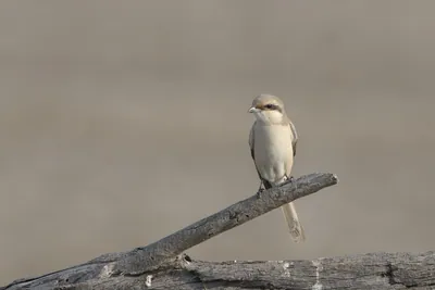 Isabelline Shrike perched on a branch at Velavadar National Park in India