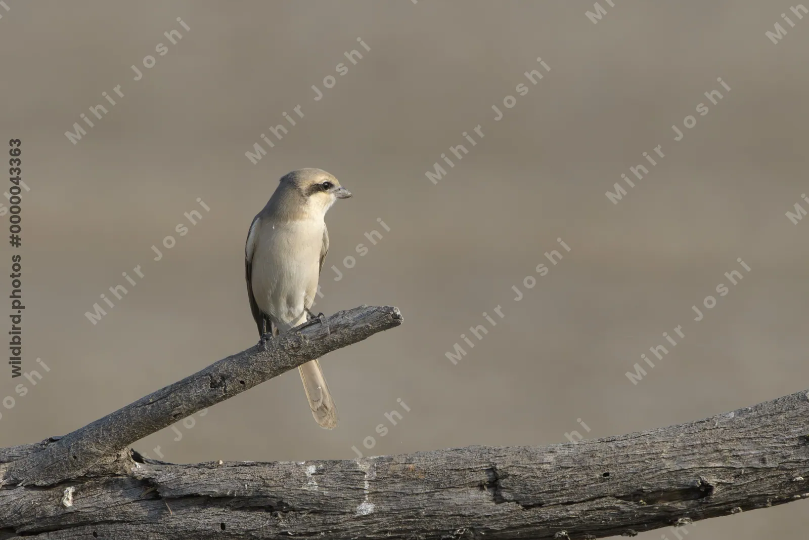 Isabelline shrike perched on a dead branch in Velavadar National Park India
