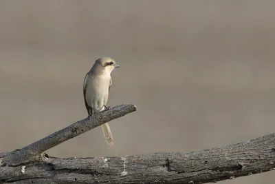 Isabelline shrike perched on a dead branch in Velavadar National Park India