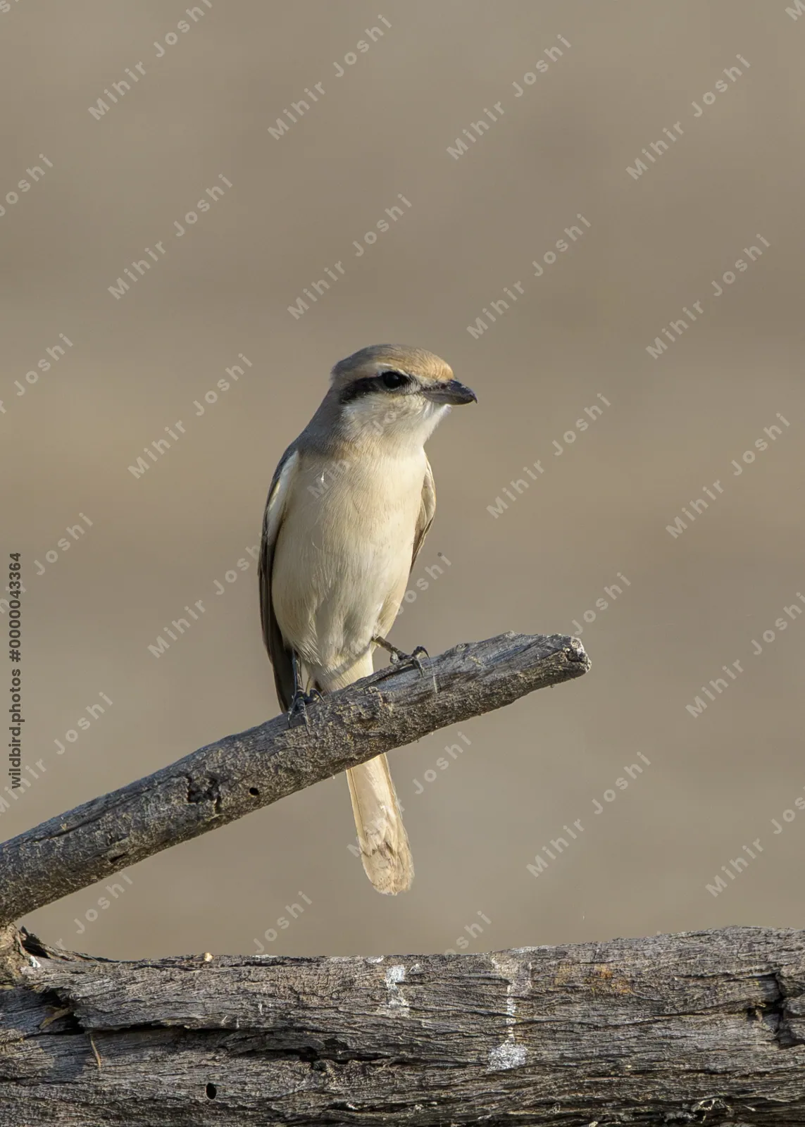 Isabelline shrike perched on a branch at Velavadar National Park in India