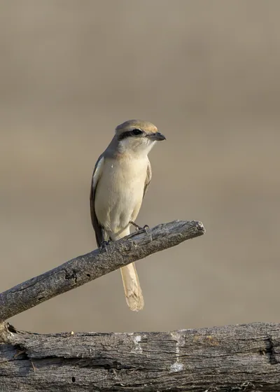 Isabelline shrike perched on a branch at Velavadar National Park in India