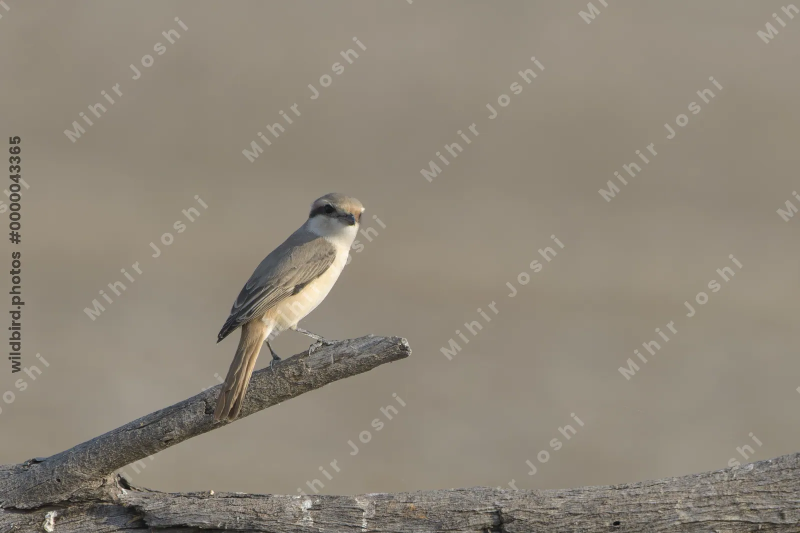 Isabelline shrike perched on a branch at Velavadar National Park in India