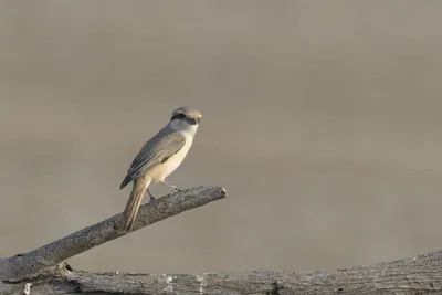 Isabelline shrike perched on a branch at Velavadar National Park in India