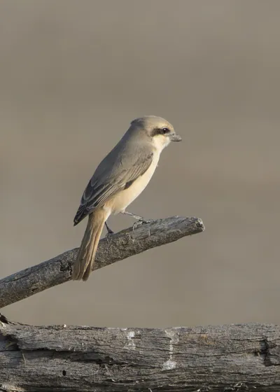 Isabelline shrike perched on a branch at Velavadar National Park in India