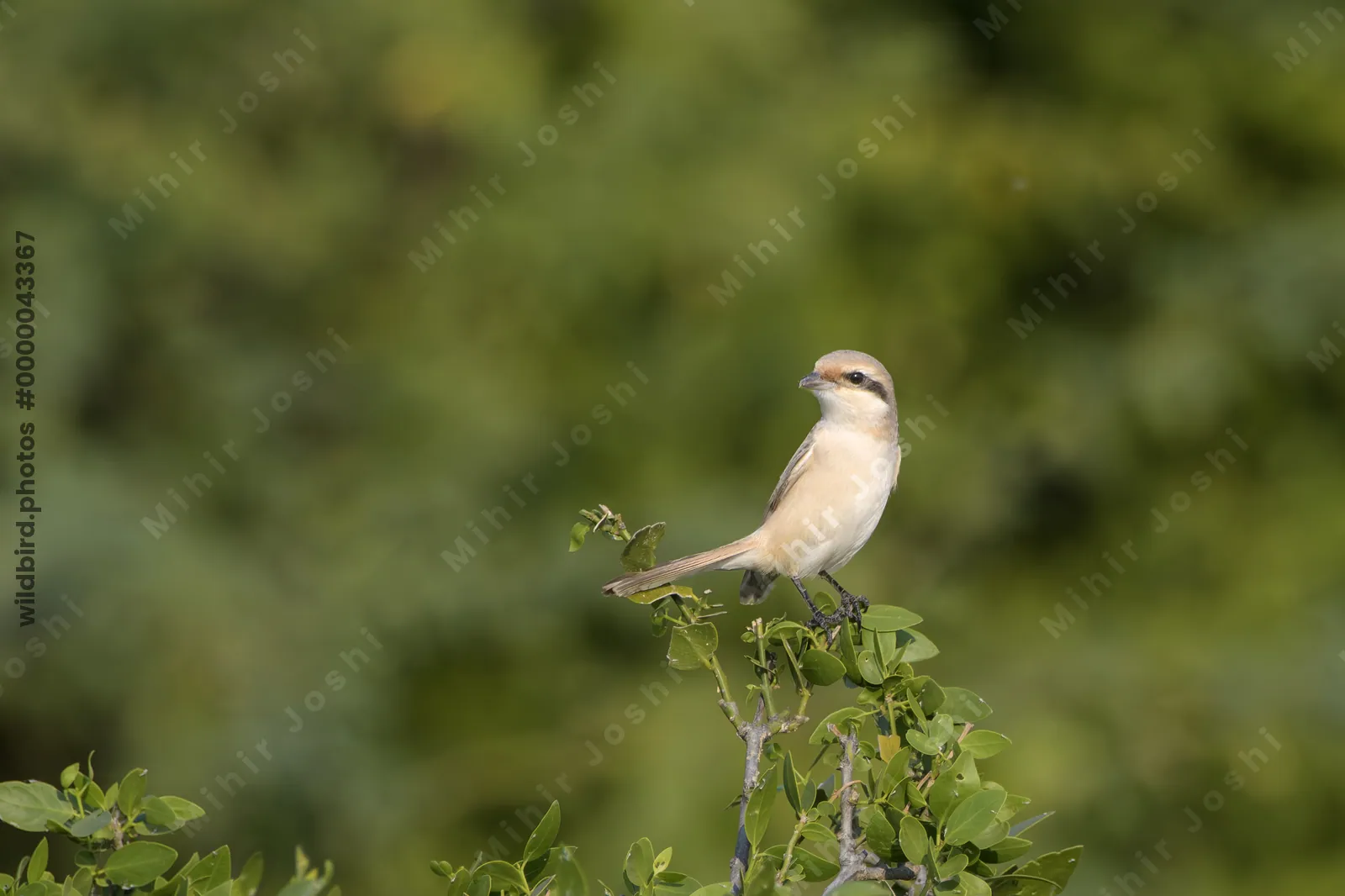 Isabelline shrike perched on green bush at Velavadar National Park in India