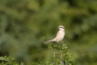 Isabelline shrike perched on green bush at Velavadar National Park in India