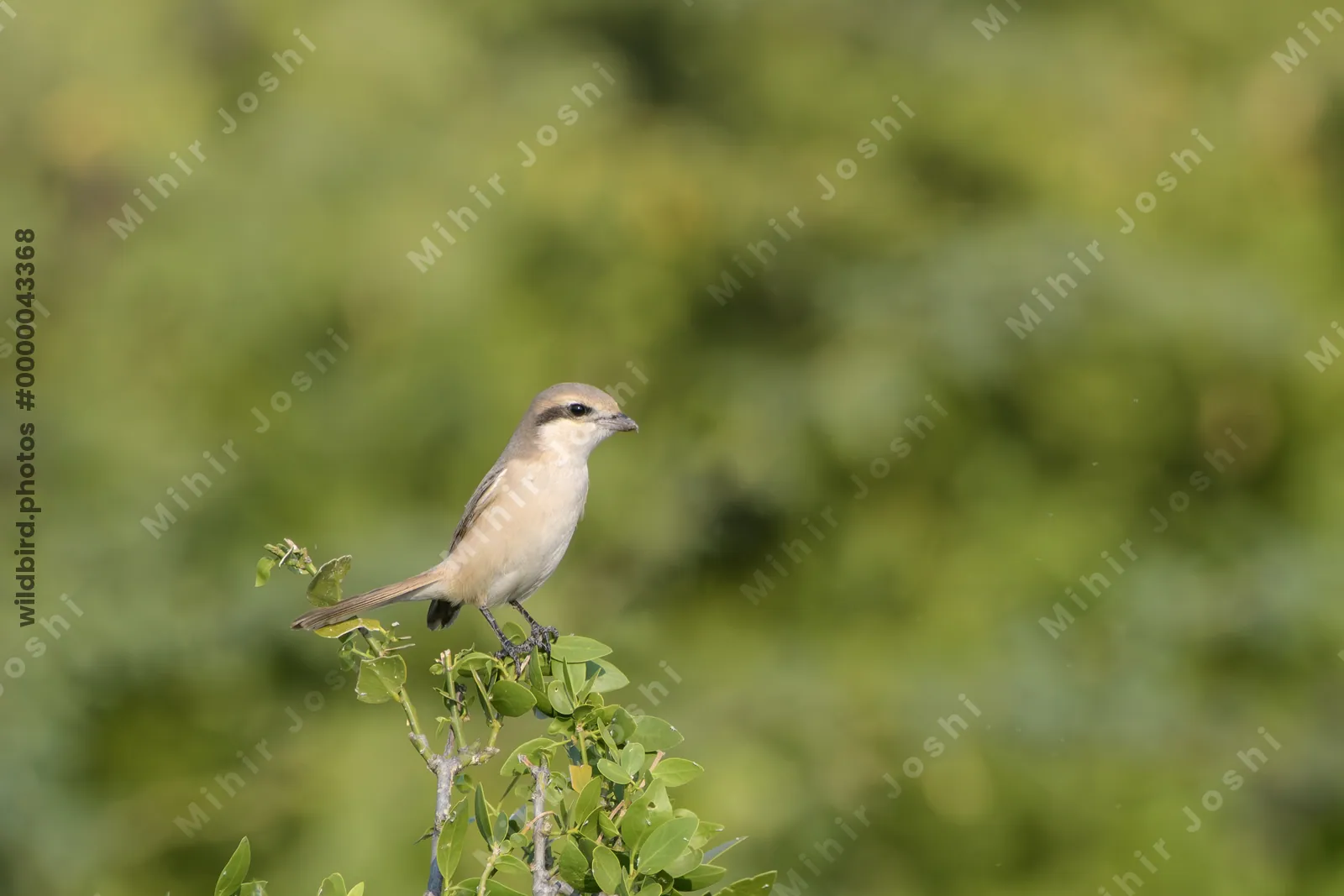 Isabelline Shrike perched on a bush in Velavadar National Park, India