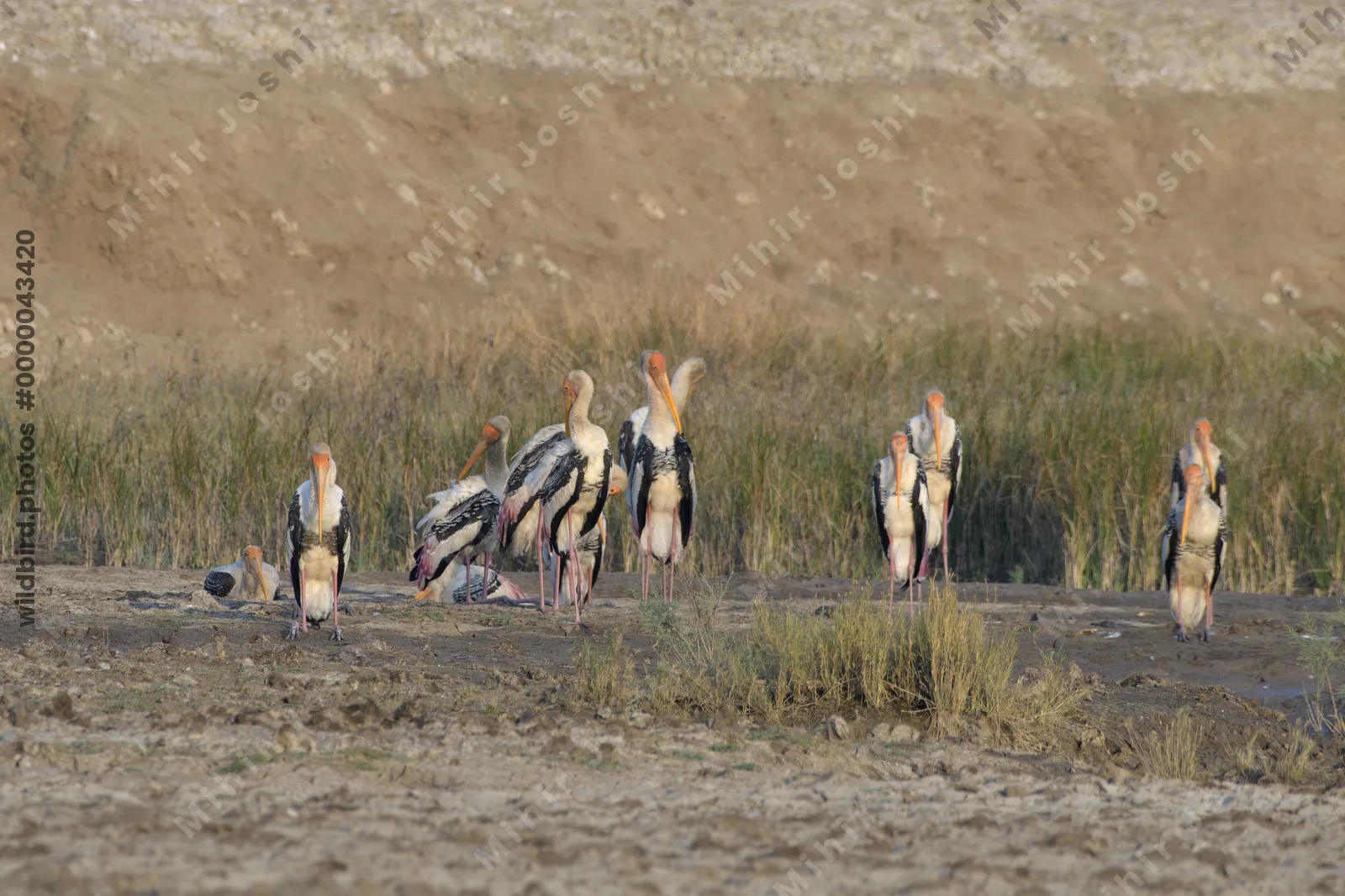 Painted Storks foraging in wetland habitat at Velavadar National Park