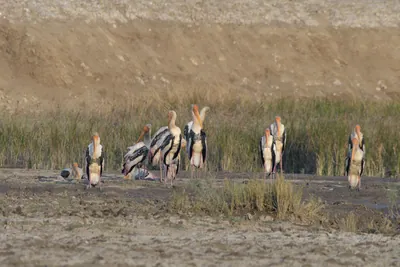 Painted Storks foraging in wetland habitat at Velavadar National Park