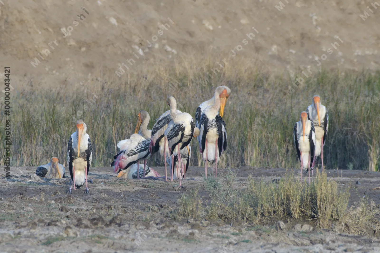 Painted storks Mycteria leucocephala flocking at Velavadar National Park