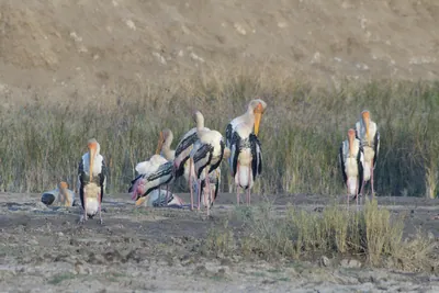 Painted storks Mycteria leucocephala flocking at Velavadar National Park