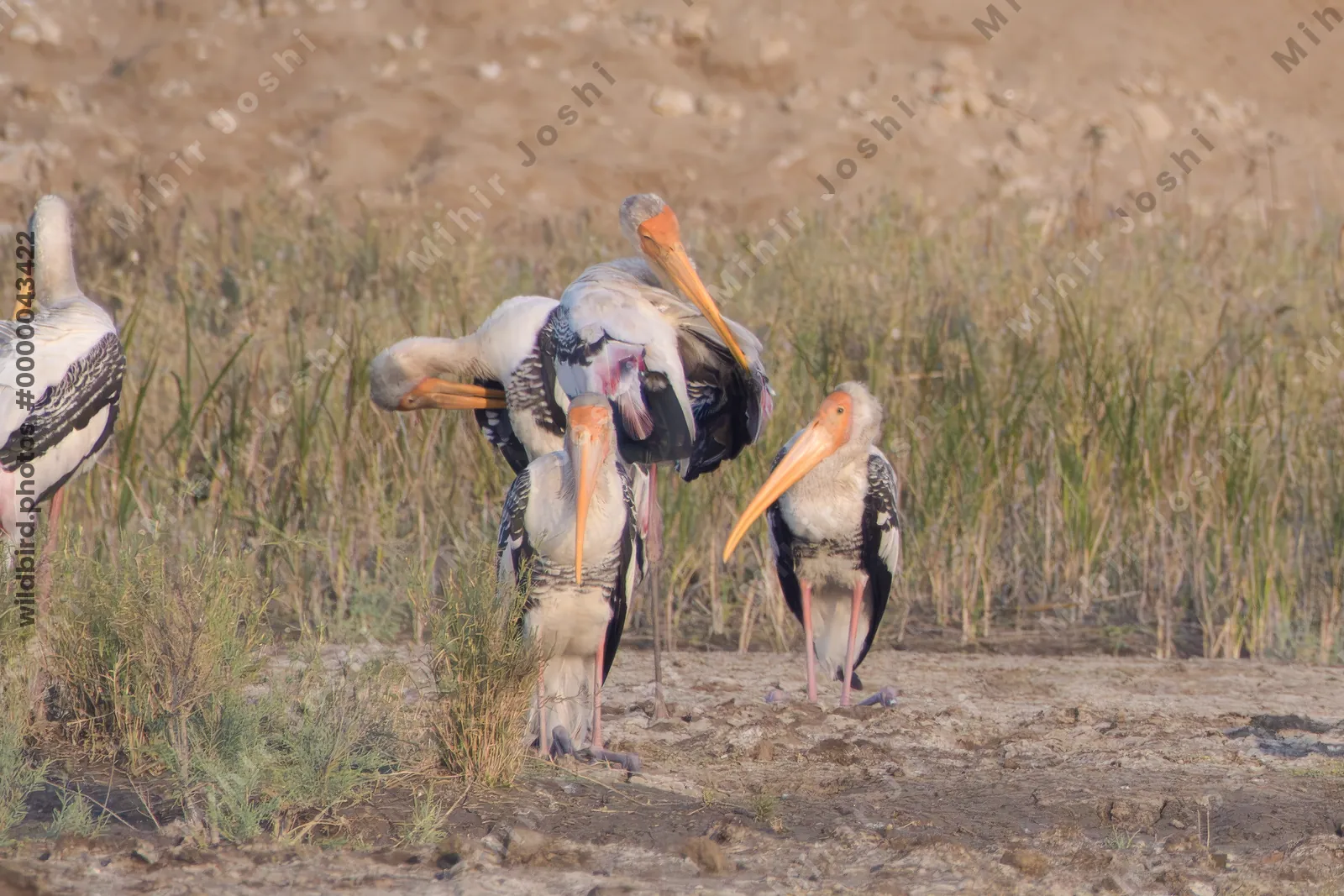 Painted storks foraging in Velavadar National Park in Gujarat India