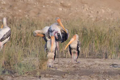 Painted storks foraging in Velavadar National Park in Gujarat India