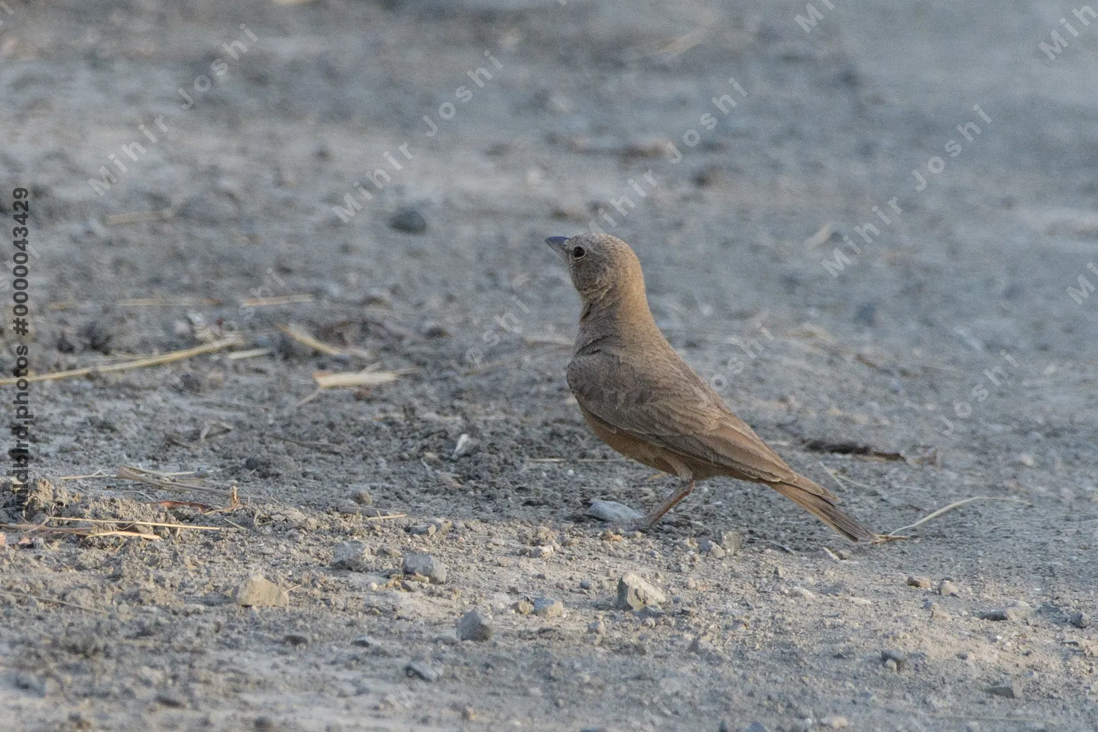 Rufous-tailed lark standing on the ground at Velavadar National Park India