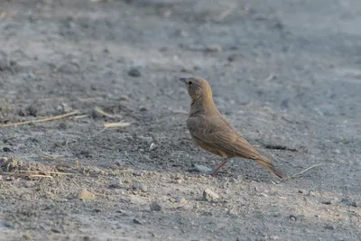 Rufous-tailed lark standing on the ground at Velavadar National Park India
