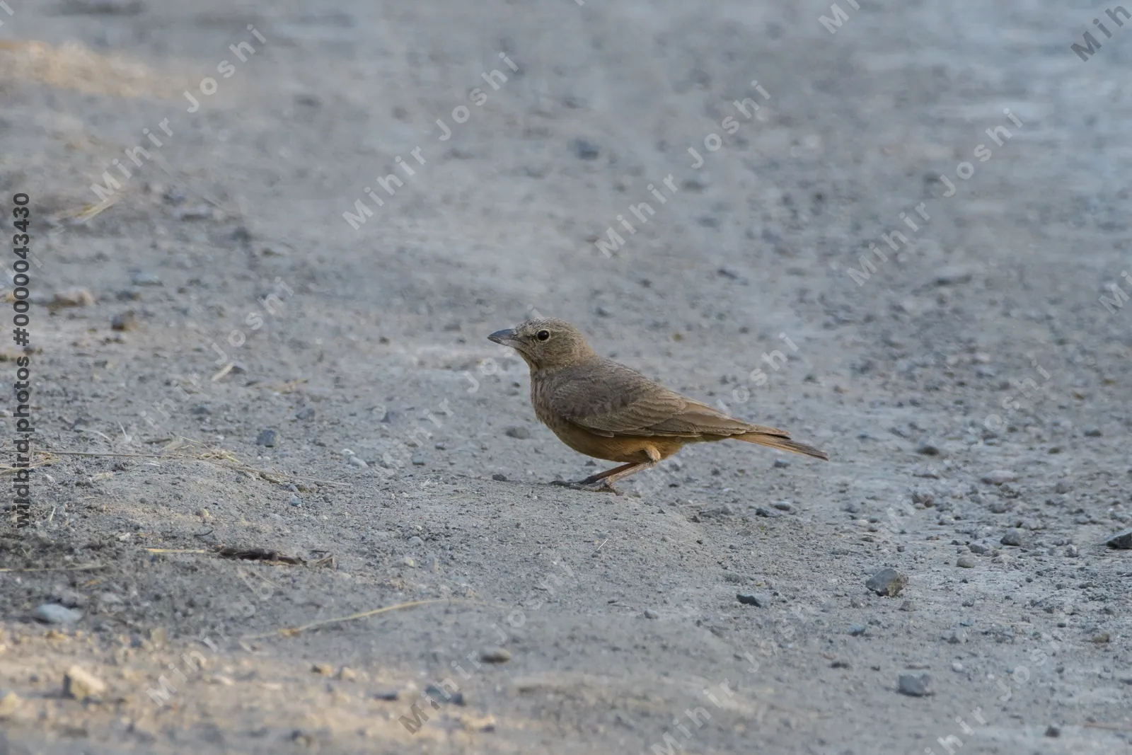 Rufous-tailed lark standing on a dusty ground in Velavadar National Park