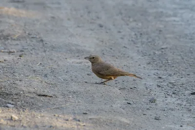 Rufous-tailed lark standing on a dusty ground in Velavadar National Park