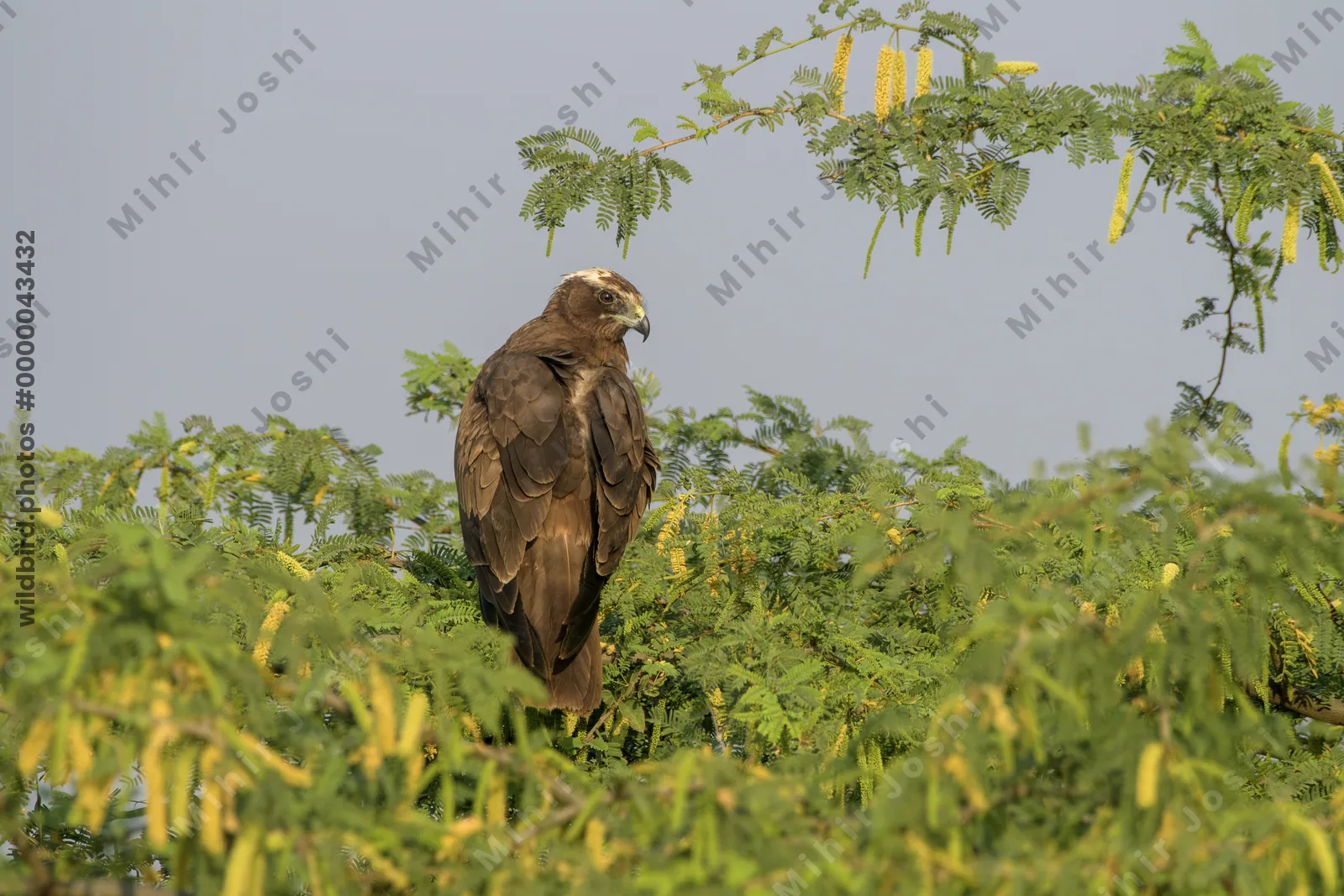 Western marsh harrier perched in a tree at Velavadar National Park in India