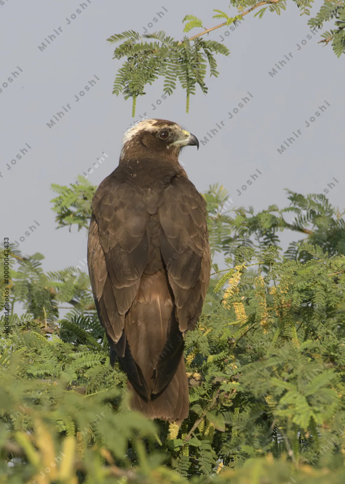Western marsh harrier perching in a tree at Velavadar National Park India