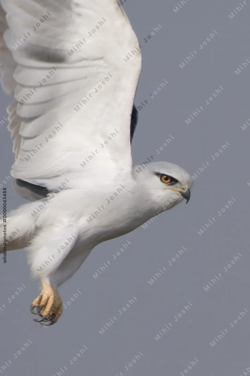 Black-Shouldered Kite in Flight at Velavadar National Park