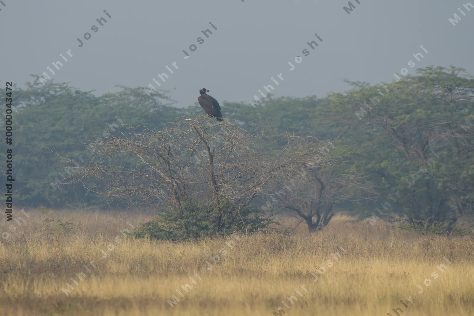 Cinereous Vulture Perched on Tree in Velavadar National Park India