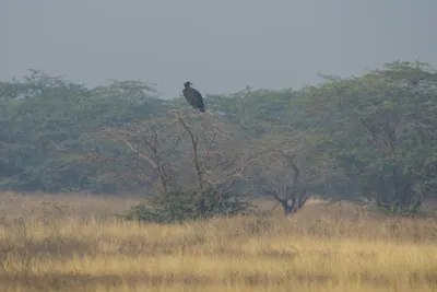 Cinereous Vulture Perched on Tree in Velavadar National Park India