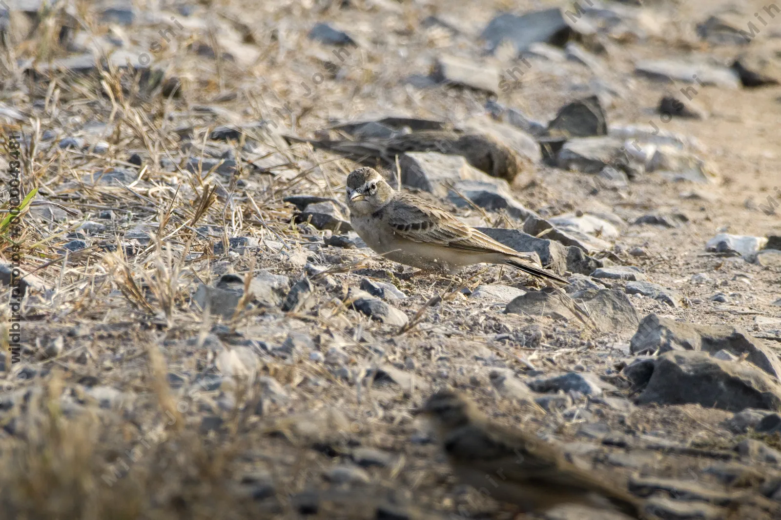 Greater short-toed lark foraging on stony ground in Velavadar National Park