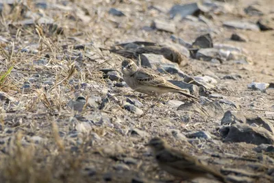 Greater short-toed lark foraging on stony ground in Velavadar National Park