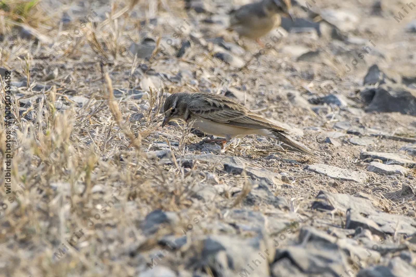 Greater short-toed lark foraging on the ground in Velavadar National Park