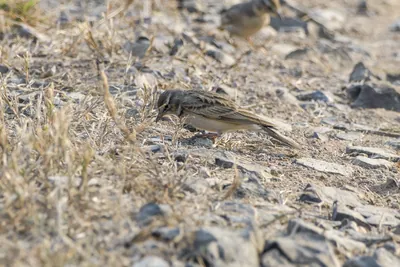 Greater short-toed lark foraging on the ground in Velavadar National Park