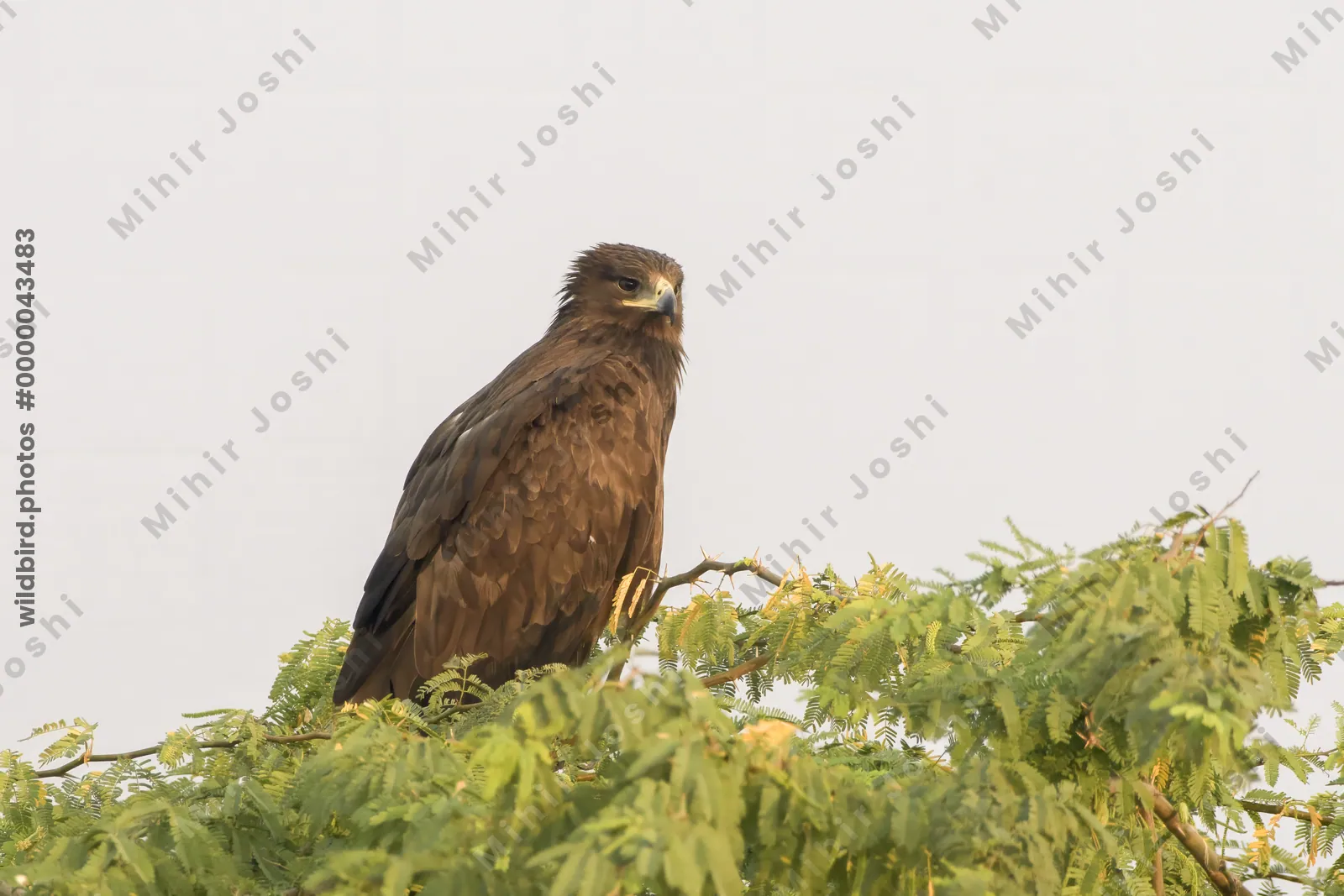 Greater spotted eagle perched in a tree at Velavadar National Park in India