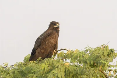 Greater spotted eagle perched in a tree at Velavadar National Park in India
