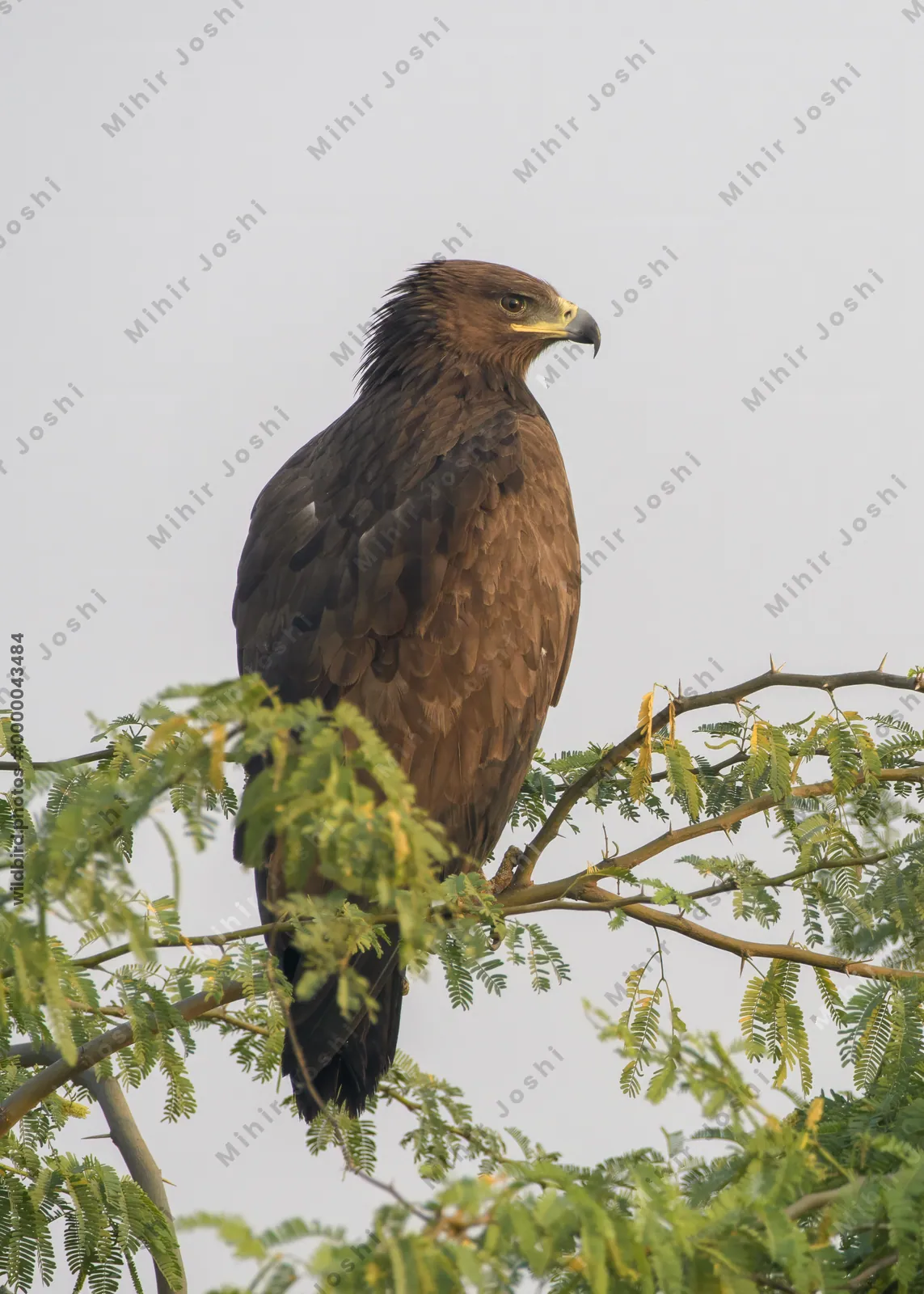 Greater spotted eagle perched on a branch in Velavadar National Park, India