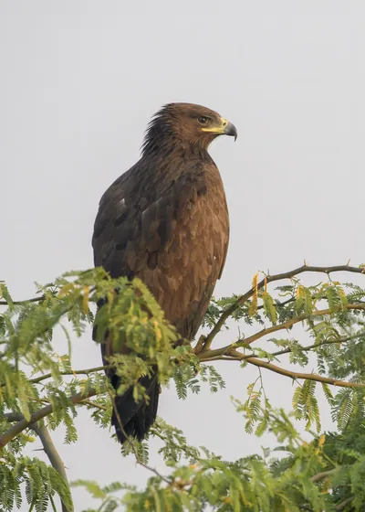 Greater spotted eagle perched on a branch in Velavadar National Park, India