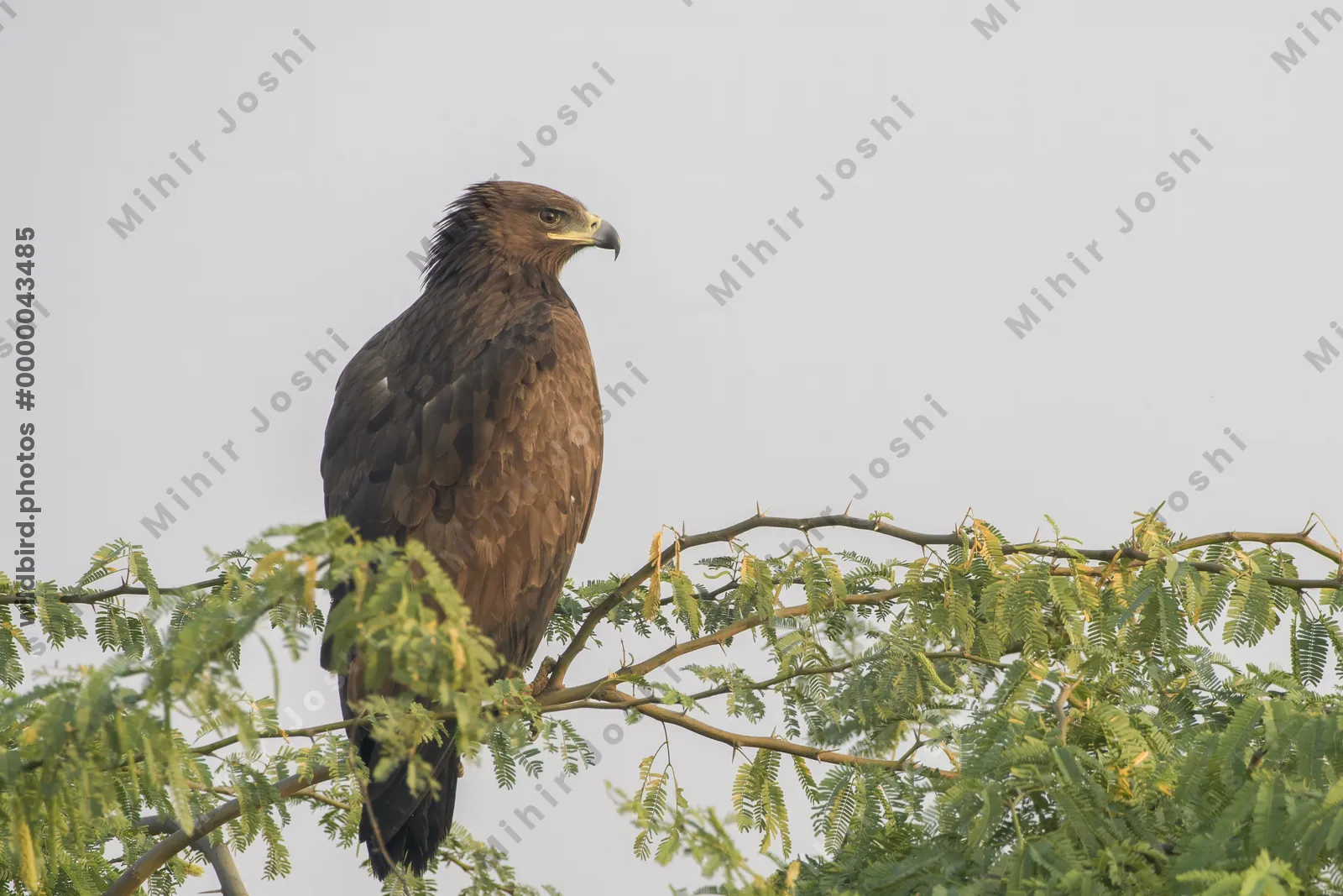 Greater Spotted Eagle Perched on Tree in Velavadar National Park India