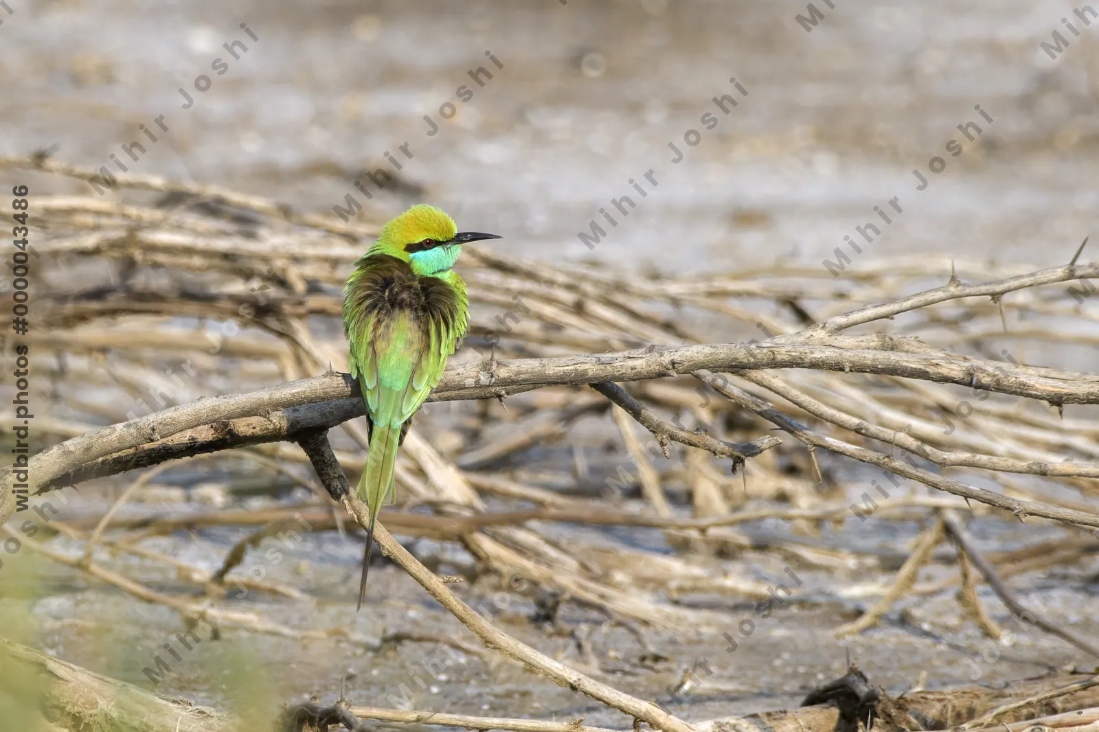 Asian Green Bee-eater Perched on Branch in Velavadar National Park